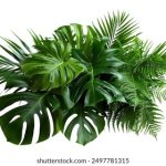 蒙特卡罗四大赌城之首的历史地位与奢华文化全景解析 91hwsu87