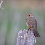 CC13在线直播精彩赛事不容错过全程高能 wwp3ptr