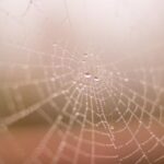 《峨眉传奇》全球功夫直播争霸赛 m031bn70xh